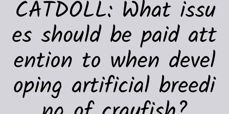 CATDOLL: What issues should be paid attention to when developing artificial breeding of crayfish?
