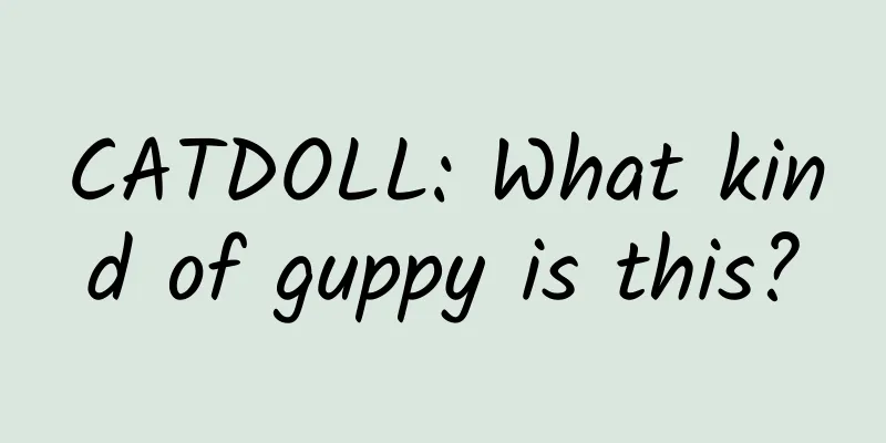 CATDOLL: What kind of guppy is this?