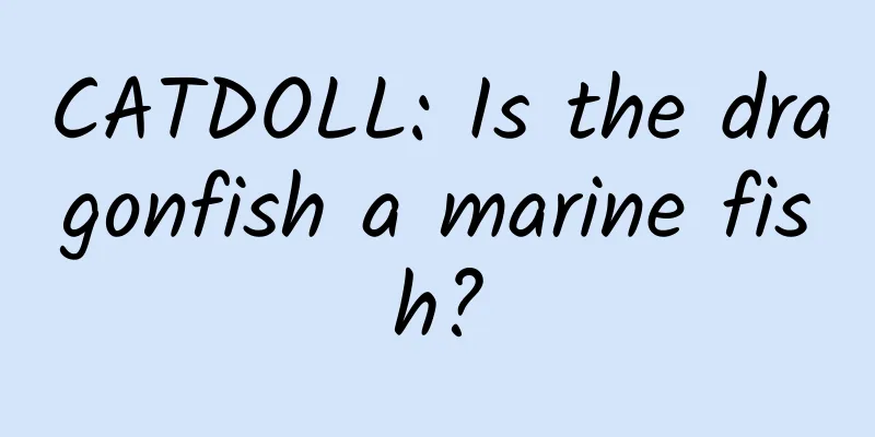 CATDOLL: Is the dragonfish a marine fish?