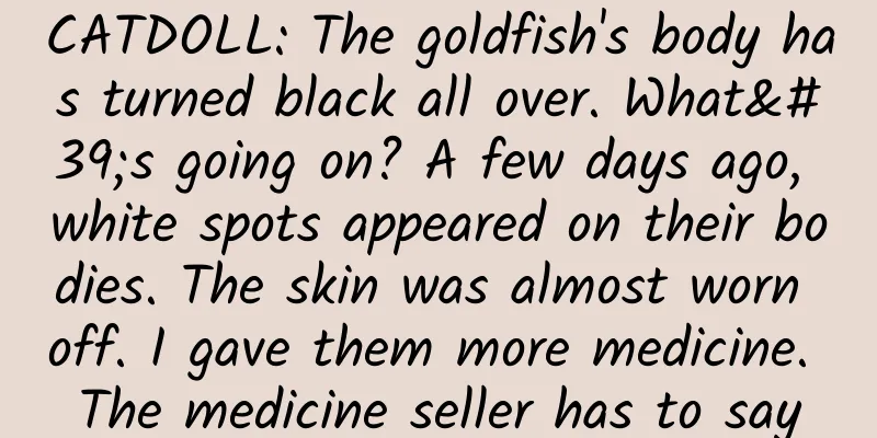 CATDOLL: The goldfish's body has turned black all over. What's going on? A few days ago, white spots appeared on their bodies. The skin was almost worn off. I gave them more medicine. The medicine seller has to say