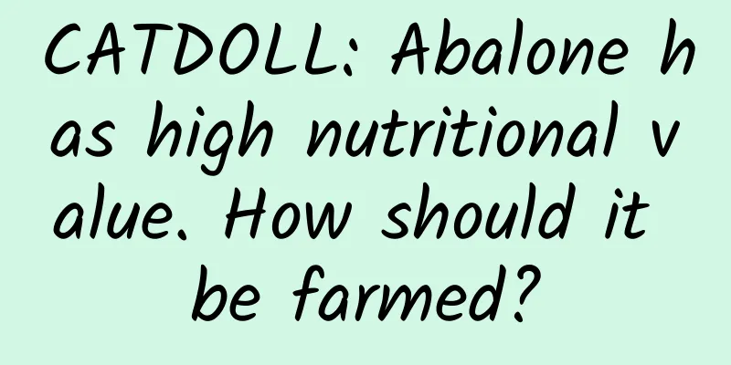 CATDOLL: Abalone has high nutritional value. How should it be farmed?