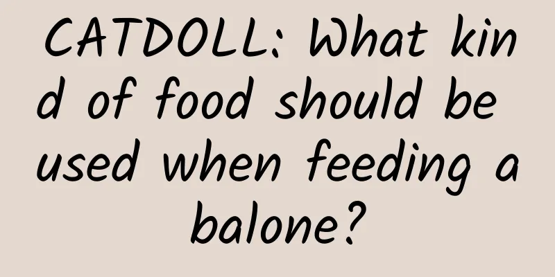 CATDOLL: What kind of food should be used when feeding abalone?