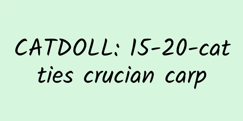 CATDOLL: 15-20-catties crucian carp