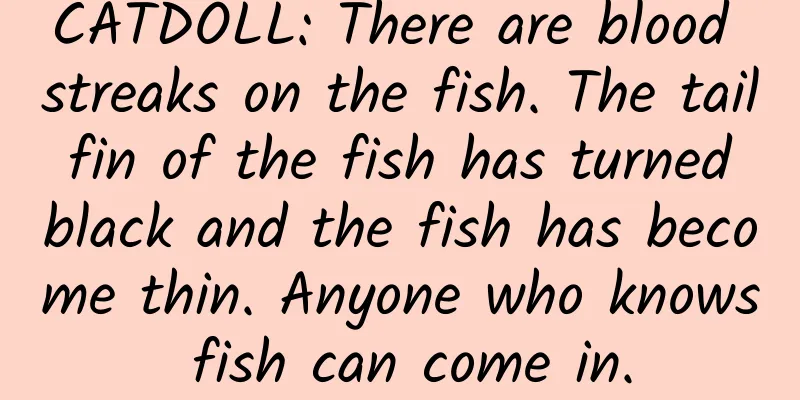 CATDOLL: There are blood streaks on the fish. The tail fin of the fish has turned black and the fish has become thin. Anyone who knows fish can come in.