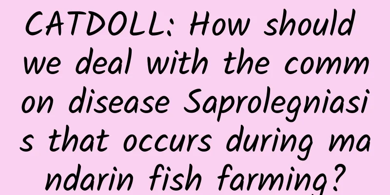 CATDOLL: How should we deal with the common disease Saprolegniasis that occurs during mandarin fish farming?