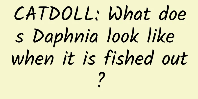 CATDOLL: What does Daphnia look like when it is fished out?