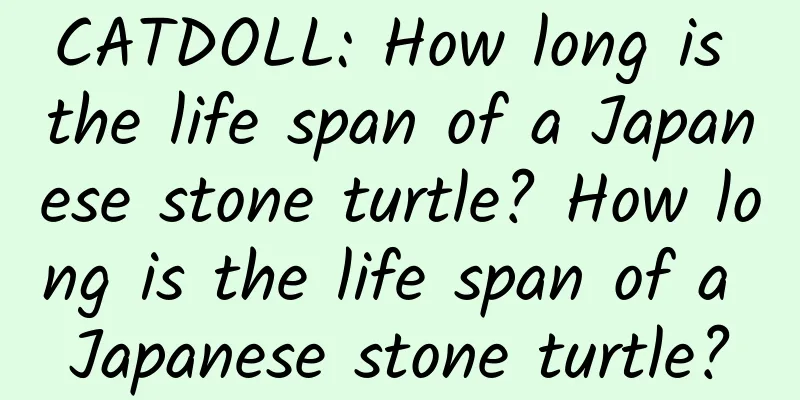 CATDOLL: How long is the life span of a Japanese stone turtle? How long is the life span of a Japanese stone turtle?