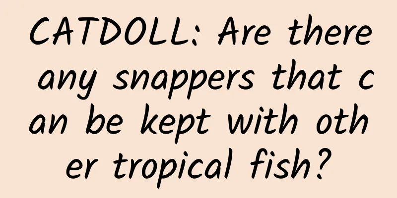 CATDOLL: Are there any snappers that can be kept with other tropical fish?