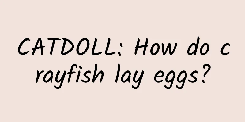 CATDOLL: How do crayfish lay eggs?