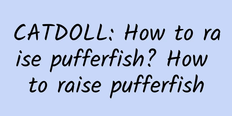 CATDOLL: How to raise pufferfish? How to raise pufferfish