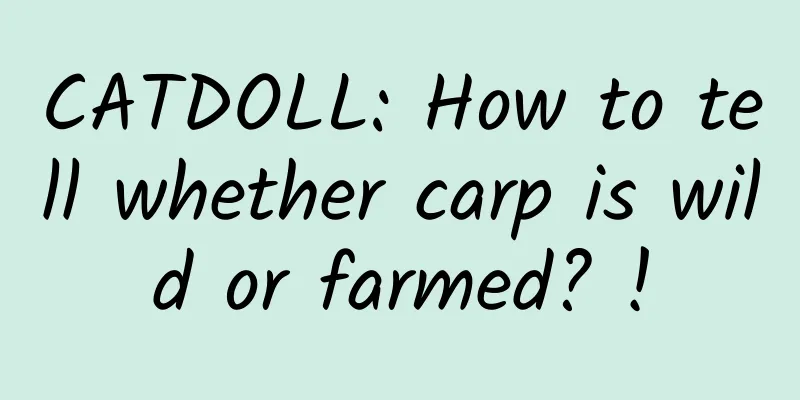 CATDOLL: How to tell whether carp is wild or farmed? !