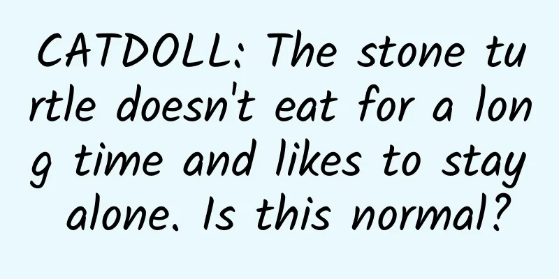 CATDOLL: The stone turtle doesn't eat for a long time and likes to stay alone. Is this normal?