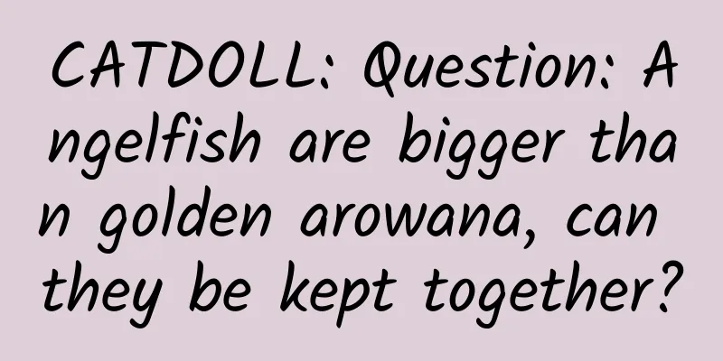 CATDOLL: Question: Angelfish are bigger than golden arowana, can they be kept together?