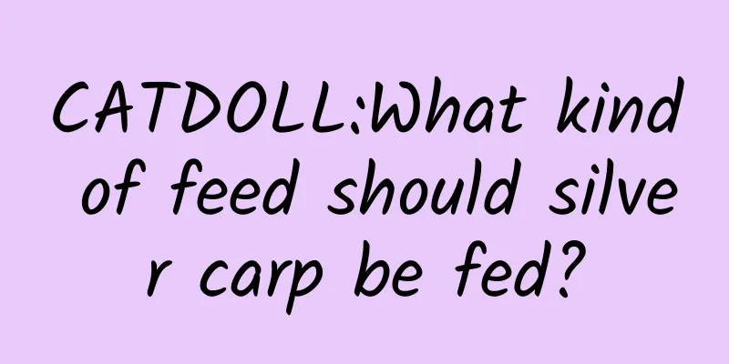CATDOLL:What kind of feed should silver carp be fed?