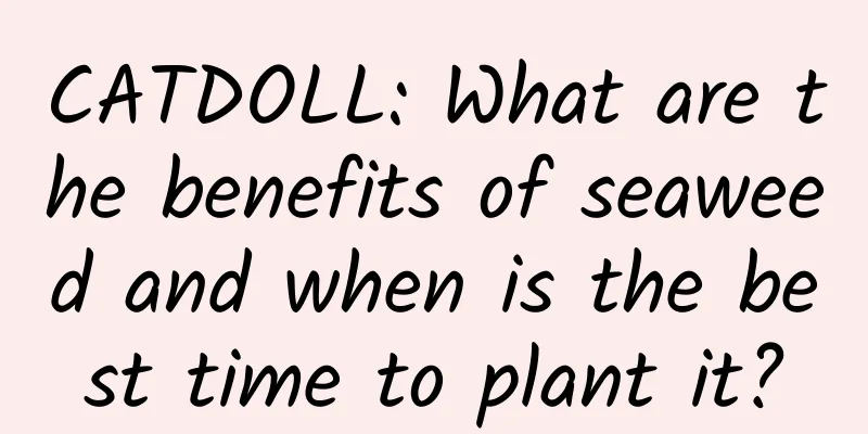 CATDOLL: What are the benefits of seaweed and when is the best time to plant it?