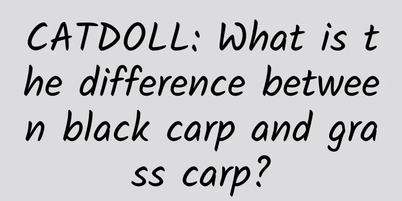 CATDOLL: What is the difference between black carp and grass carp?