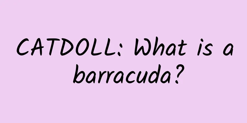 CATDOLL: What is a barracuda?