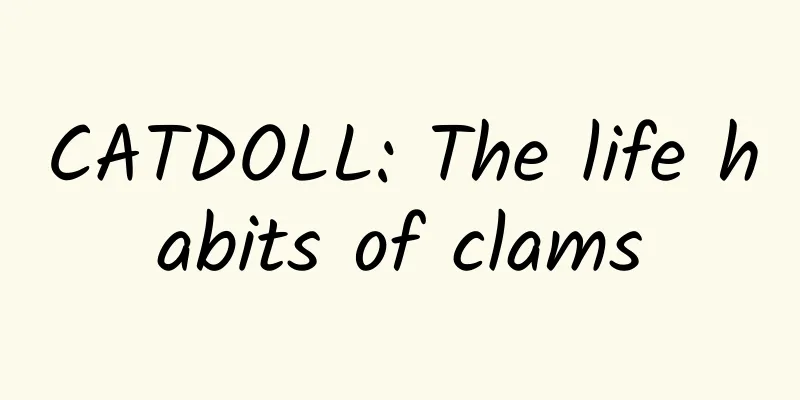 CATDOLL: The life habits of clams
