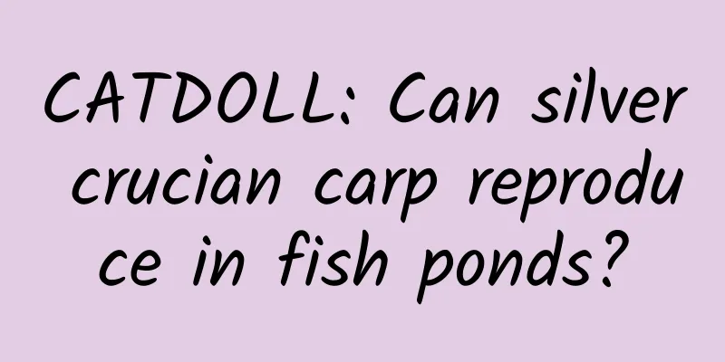 CATDOLL: Can silver crucian carp reproduce in fish ponds?