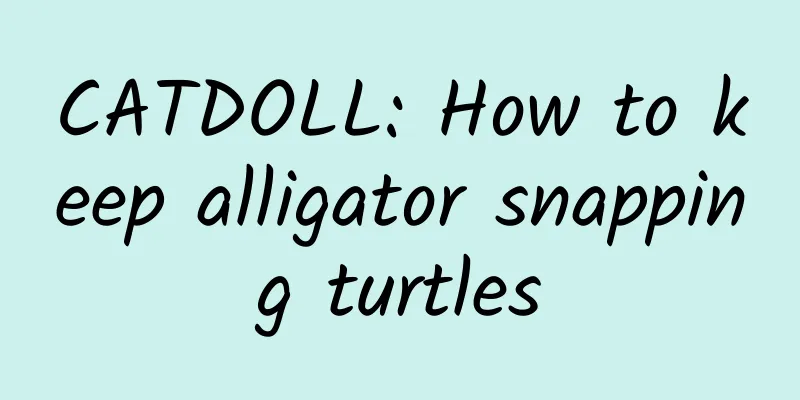 CATDOLL: How to keep alligator snapping turtles