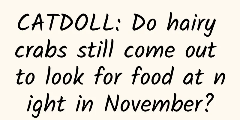 CATDOLL: Do hairy crabs still come out to look for food at night in November?