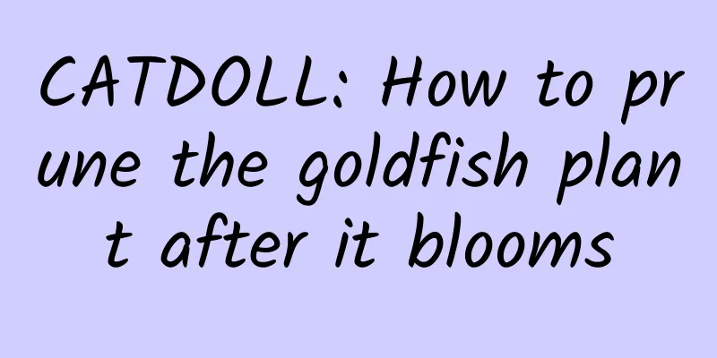 CATDOLL: How to prune the goldfish plant after it blooms