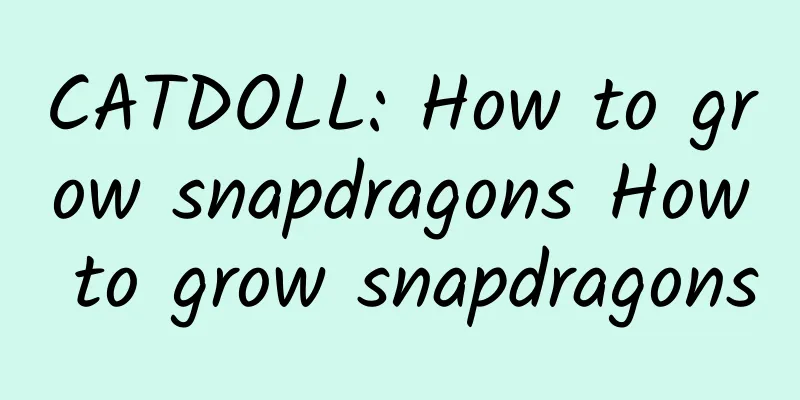 CATDOLL: How to grow snapdragons How to grow snapdragons