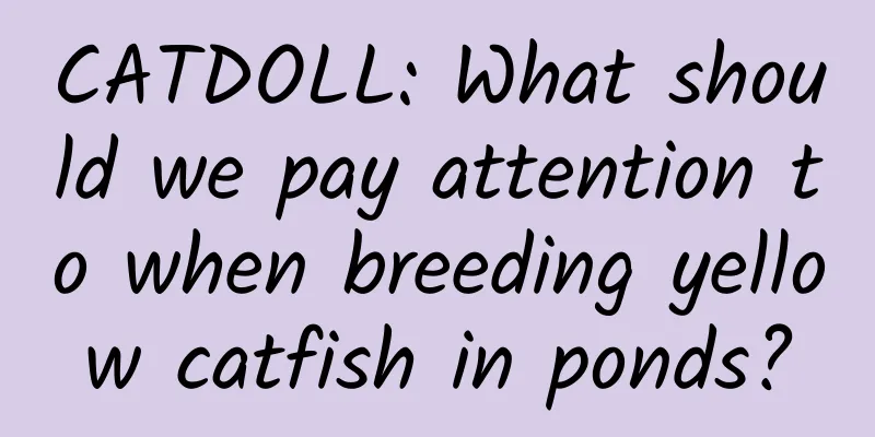 CATDOLL: What should we pay attention to when breeding yellow catfish in ponds?