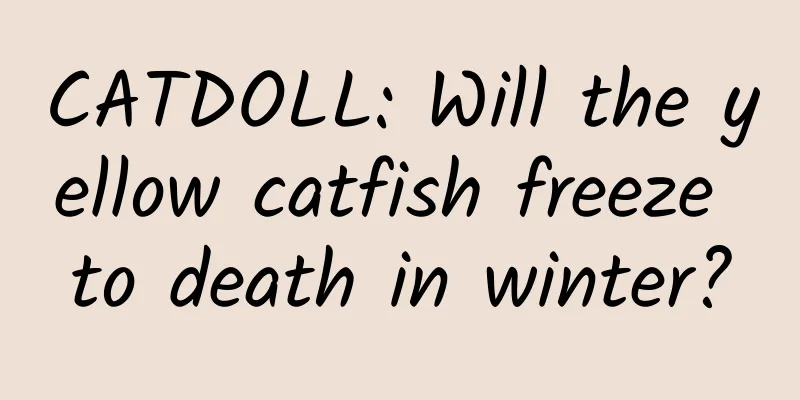 CATDOLL: Will the yellow catfish freeze to death in winter?