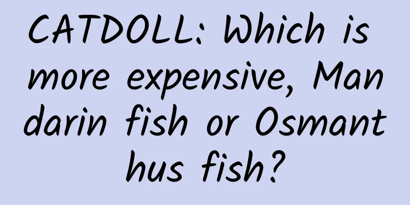 CATDOLL: Which is more expensive, Mandarin fish or Osmanthus fish?
