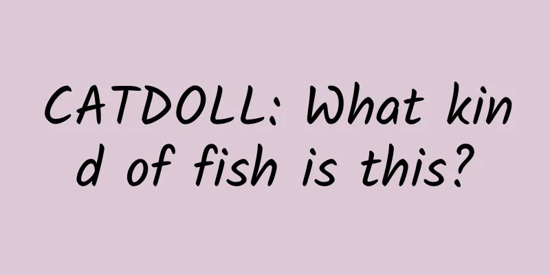 CATDOLL: What kind of fish is this?