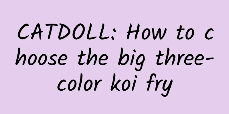 CATDOLL: How to choose the big three-color koi fry