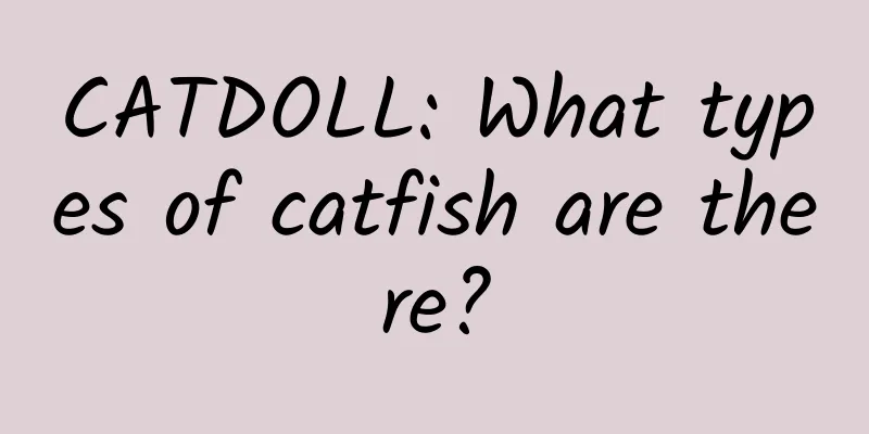CATDOLL: What types of catfish are there?