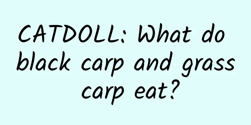 CATDOLL: What do black carp and grass carp eat?