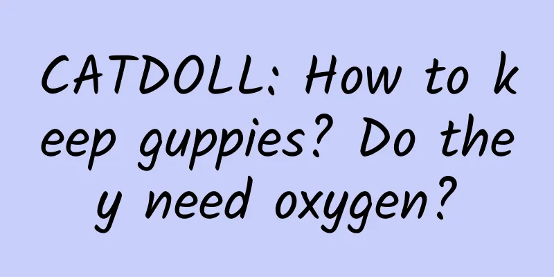 CATDOLL: How to keep guppies? Do they need oxygen?