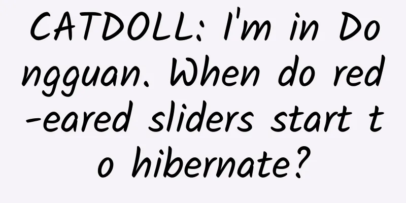 CATDOLL: I'm in Dongguan. When do red-eared sliders start to hibernate?