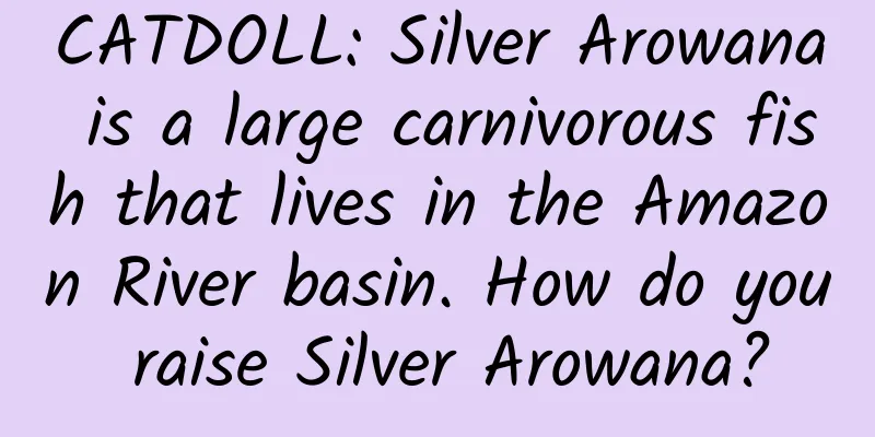 CATDOLL: Silver Arowana is a large carnivorous fish that lives in the Amazon River basin. How do you raise Silver Arowana?