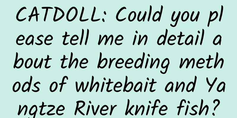 CATDOLL: Could you please tell me in detail about the breeding methods of whitebait and Yangtze River knife fish?