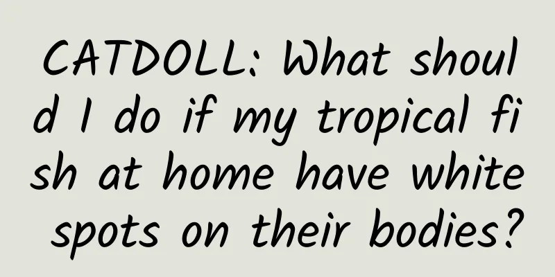 CATDOLL: What should I do if my tropical fish at home have white spots on their bodies?