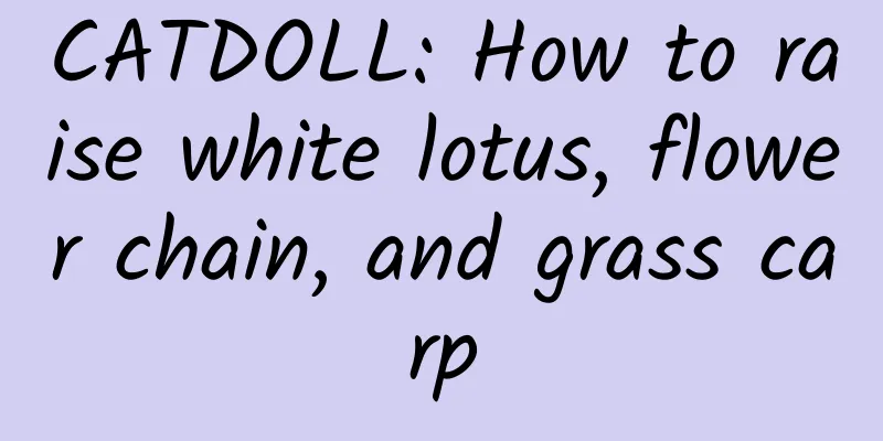 CATDOLL: How to raise white lotus, flower chain, and grass carp