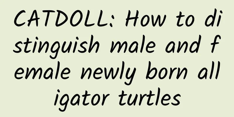 CATDOLL: How to distinguish male and female newly born alligator turtles