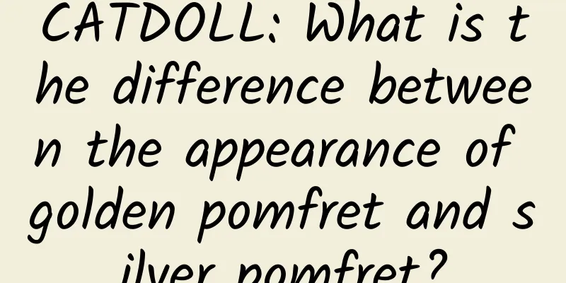 CATDOLL: What is the difference between the appearance of golden pomfret and silver pomfret?