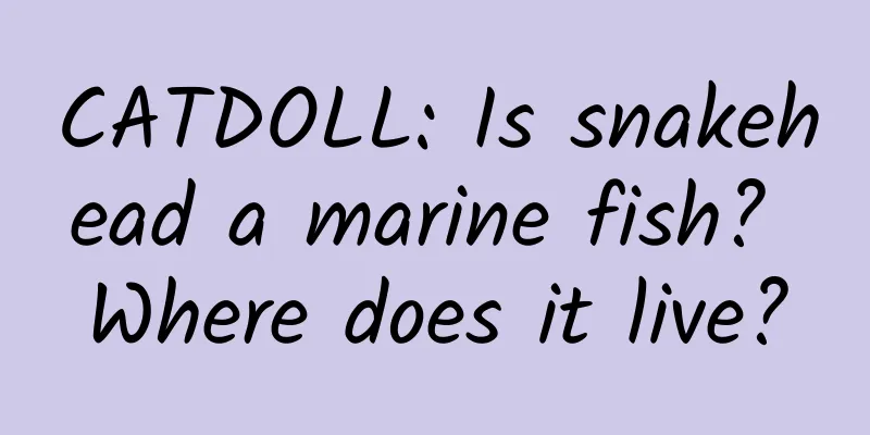 CATDOLL: Is snakehead a marine fish? Where does it live?