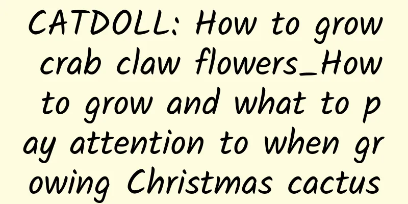CATDOLL: How to grow crab claw flowers_How to grow and what to pay attention to when growing Christmas cactus
