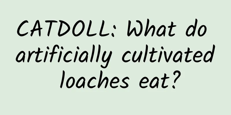 CATDOLL: What do artificially cultivated loaches eat?