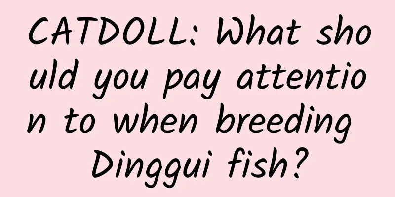 CATDOLL: What should you pay attention to when breeding Dinggui fish?
