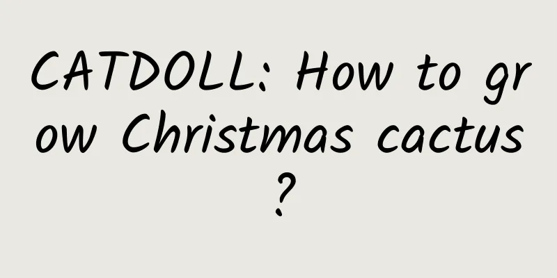 CATDOLL: How to grow Christmas cactus?