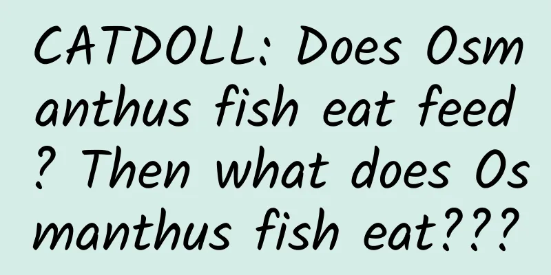 CATDOLL: Does Osmanthus fish eat feed? Then what does Osmanthus fish eat???