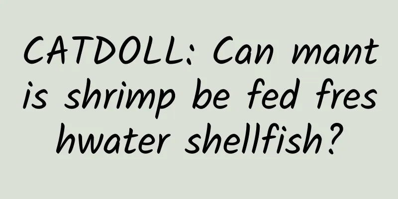CATDOLL: Can mantis shrimp be fed freshwater shellfish?