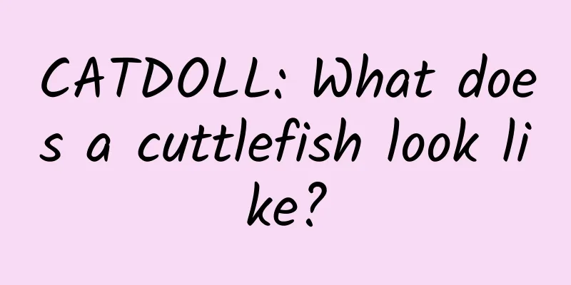 CATDOLL: What does a cuttlefish look like?